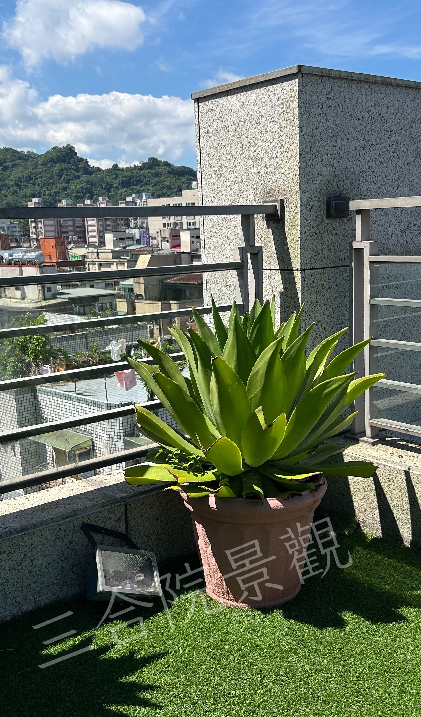 2025年6月 大安區 露台養護